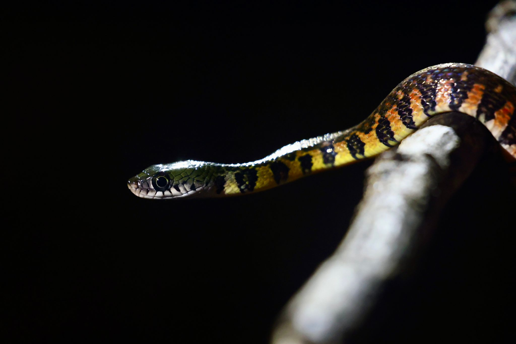 A green and gold snake resting on a branch against a dark background